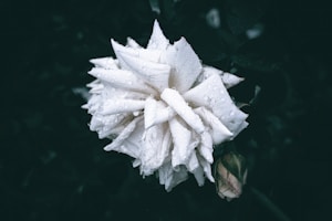 Rose Water Mist