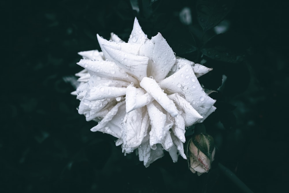 uma flor branca com gotas de água sobre ela