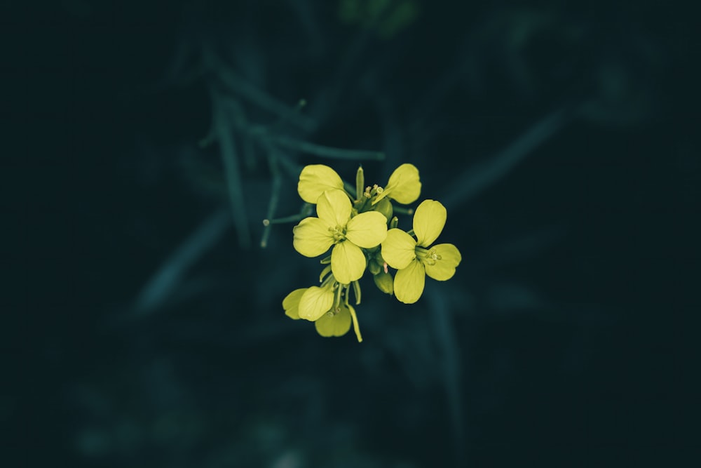 un bouquet de fleurs jaunes sur fond noir