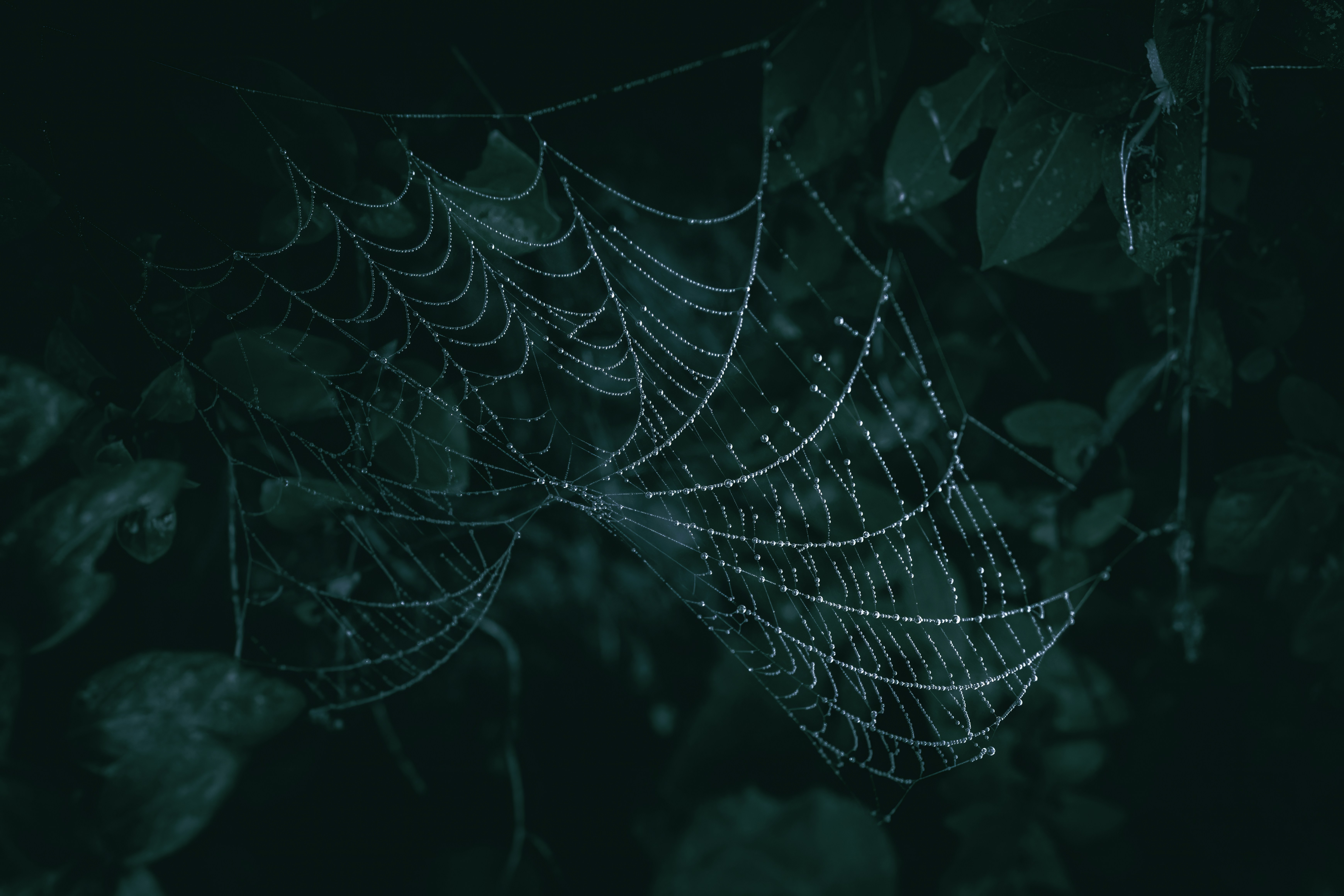 A close up of a spiderweb with rain drops and green leaves