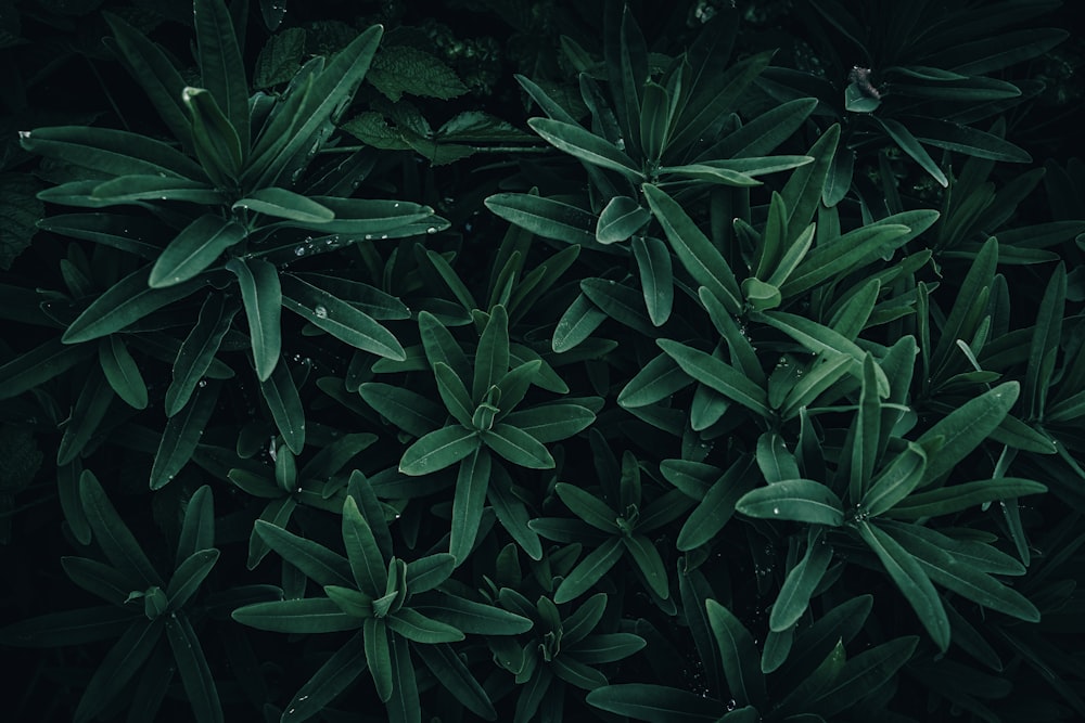 a group of green leaves with drops of water on them