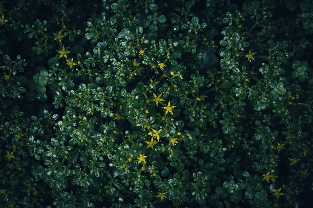 a group of green plants with yellow flowers