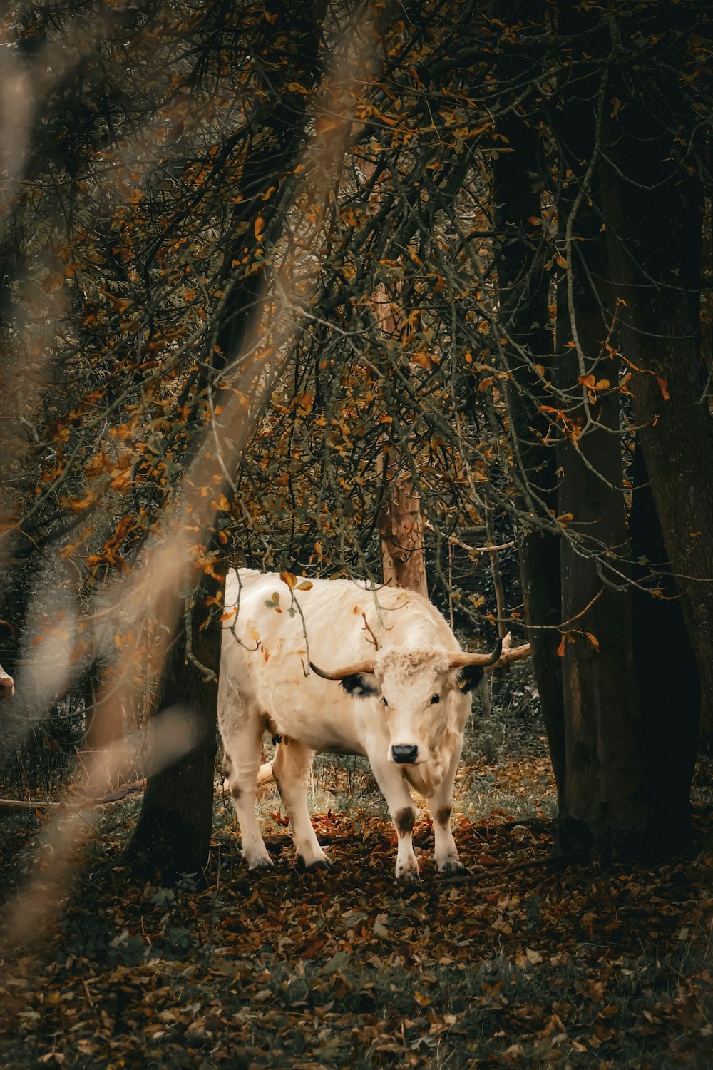 a cow standing in the middle of a forest