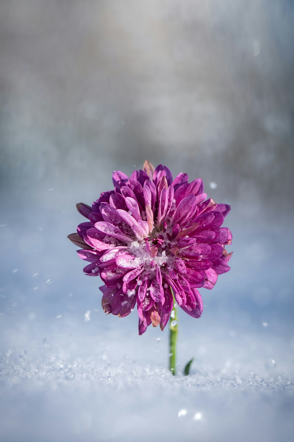 a single purple flower in the snow