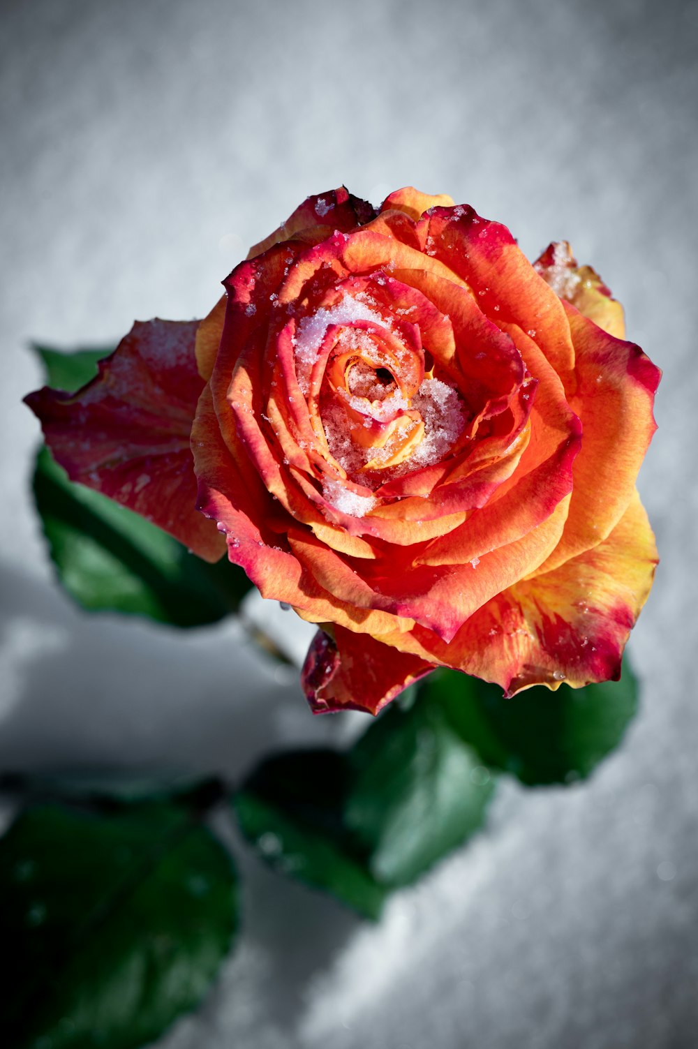 une rose rouge et jaune avec de la neige au sol