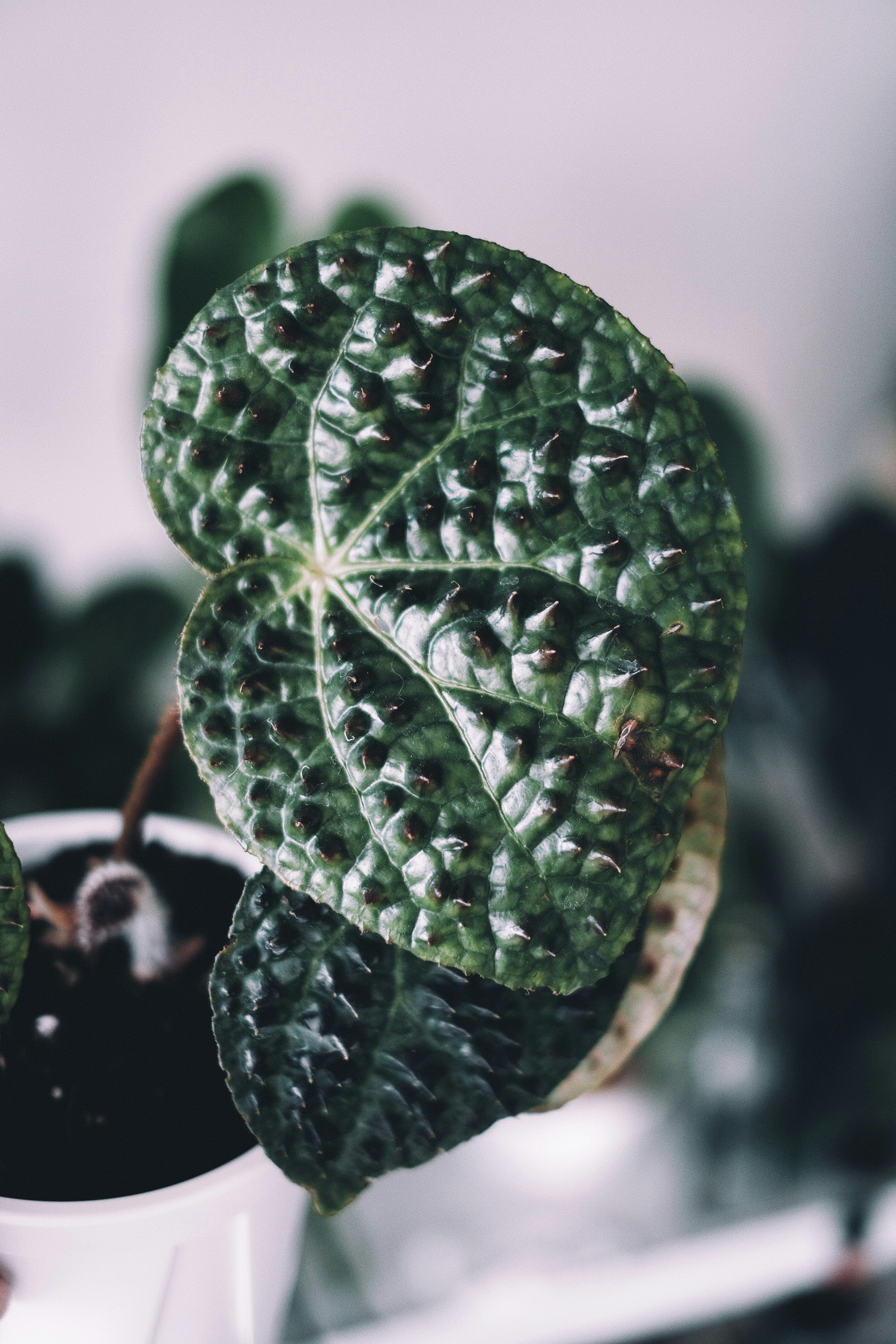 a close up of a plant in a pot
