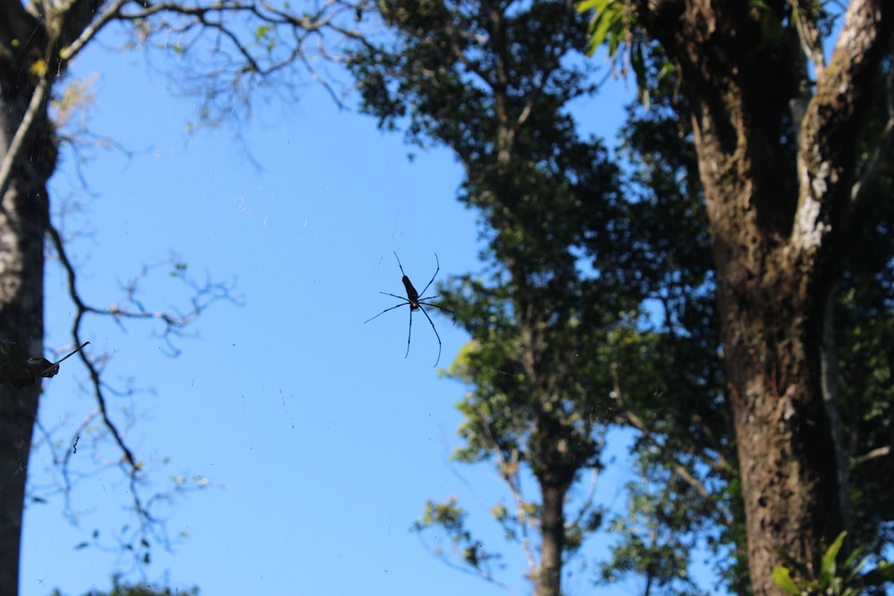 a spider hanging on a tree branch in a forest