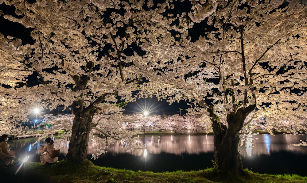 a couple of people sitting on a bench under a tree