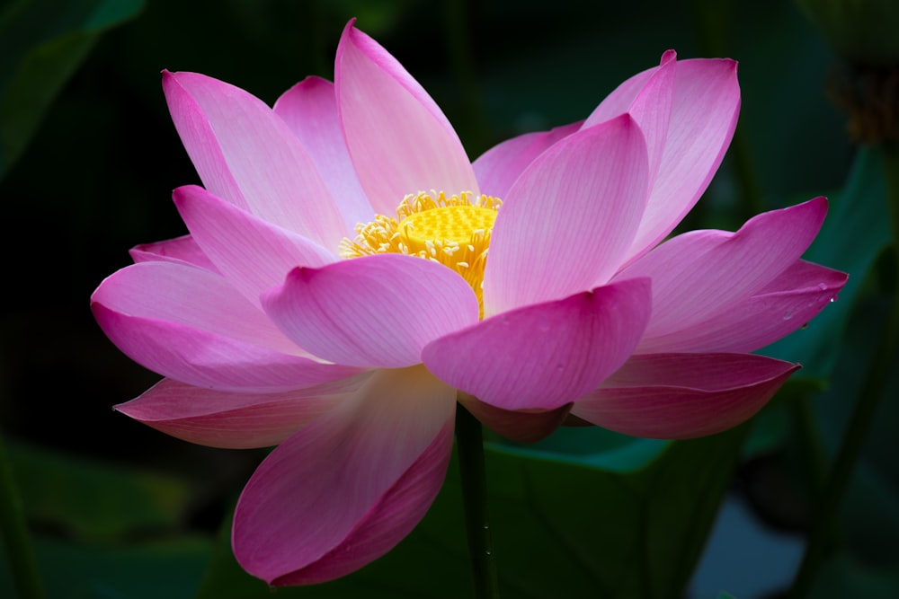 a large pink flower with a yellow center