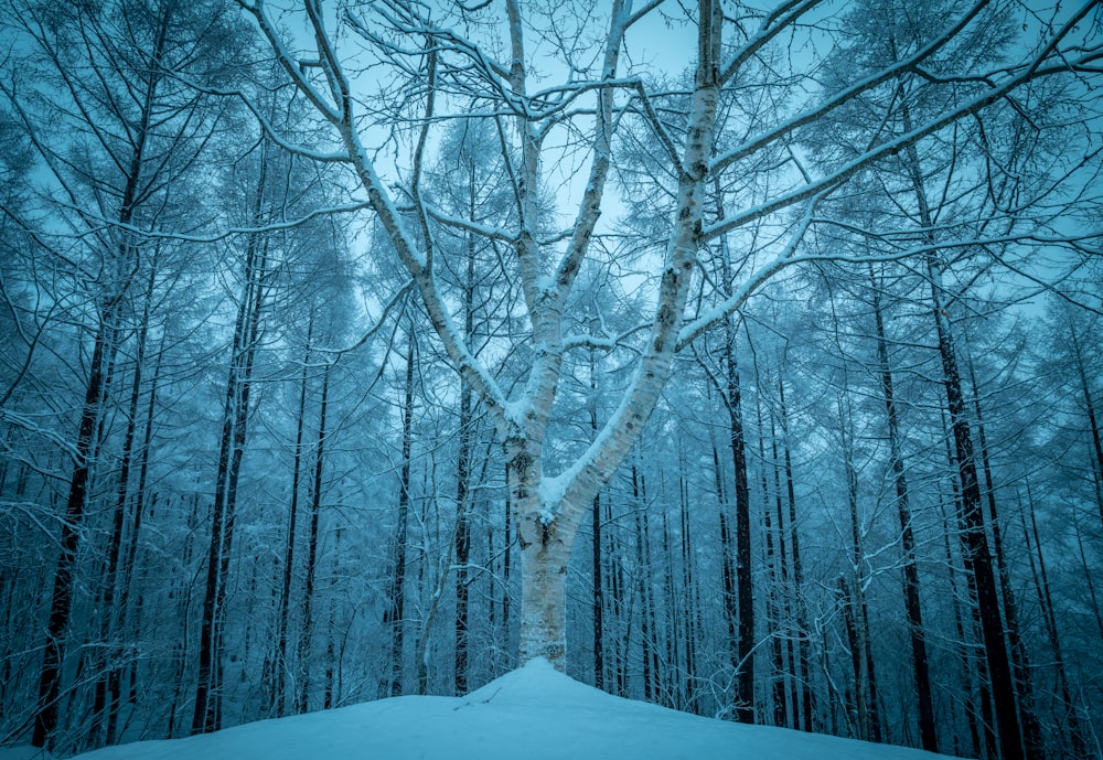 a snowy forest with a large tree in the foreground