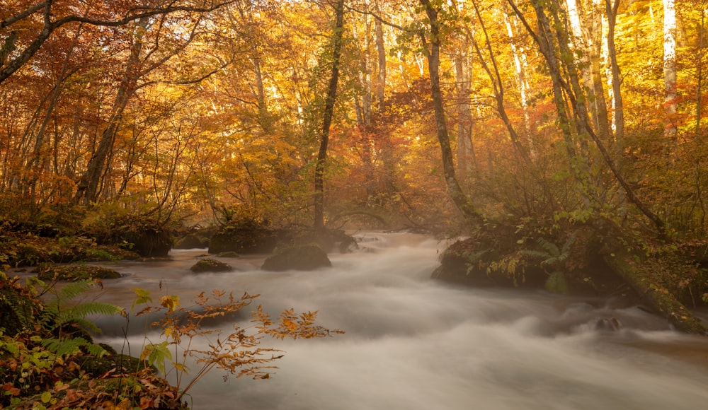 a river running through a lush green forest