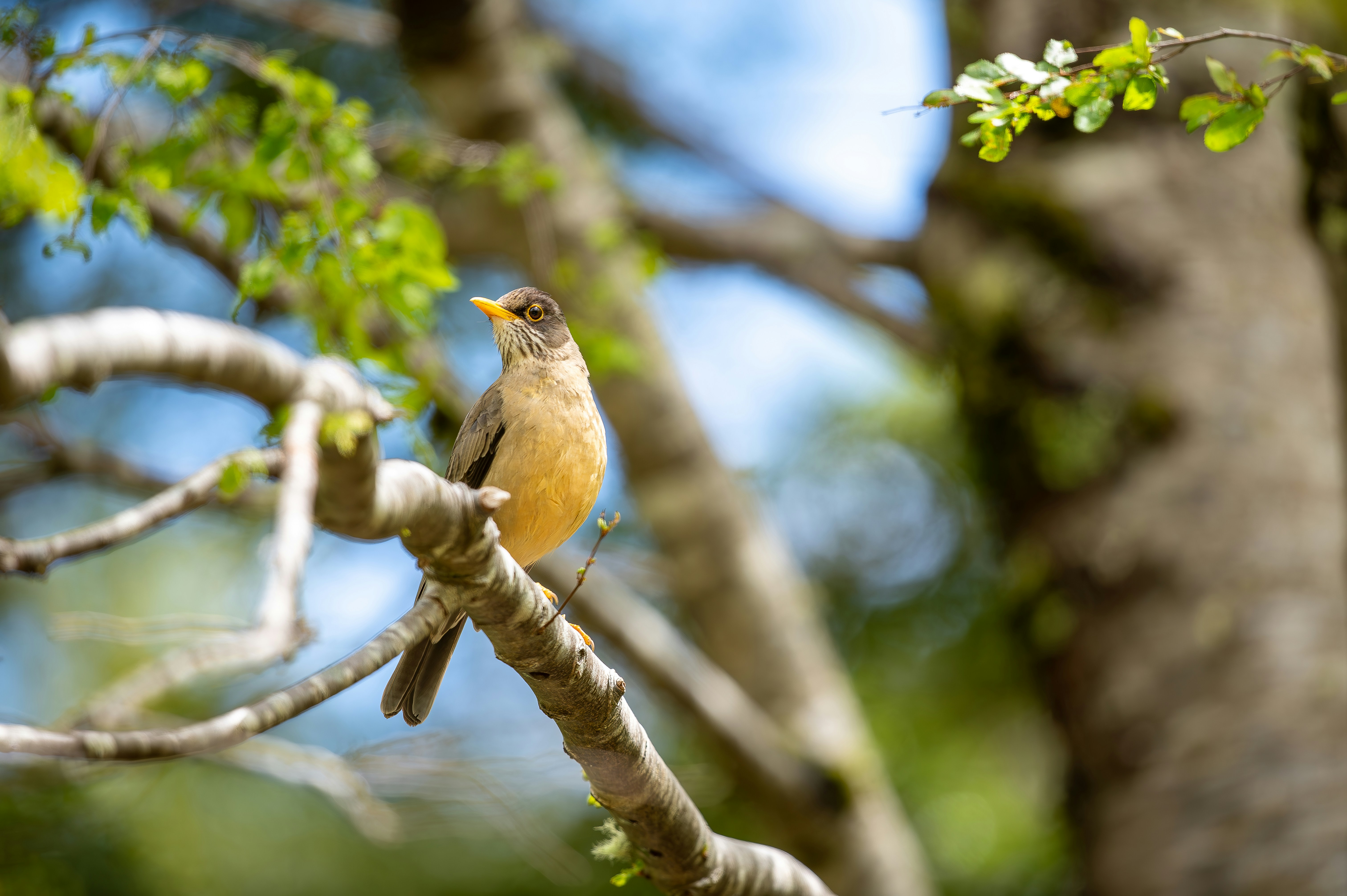 a small bird perched on a branch of a tree