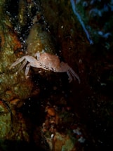 A small crab with a light brown shell and translucent legs is positioned against a rough, dark rock surface underwater. The environment is dimly lit, creating a shadowy and mysterious feel.