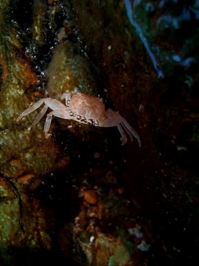 A small crab with a light brown shell and translucent legs is positioned against a rough, dark rock surface underwater. The environment is dimly lit, creating a shadowy and mysterious feel.