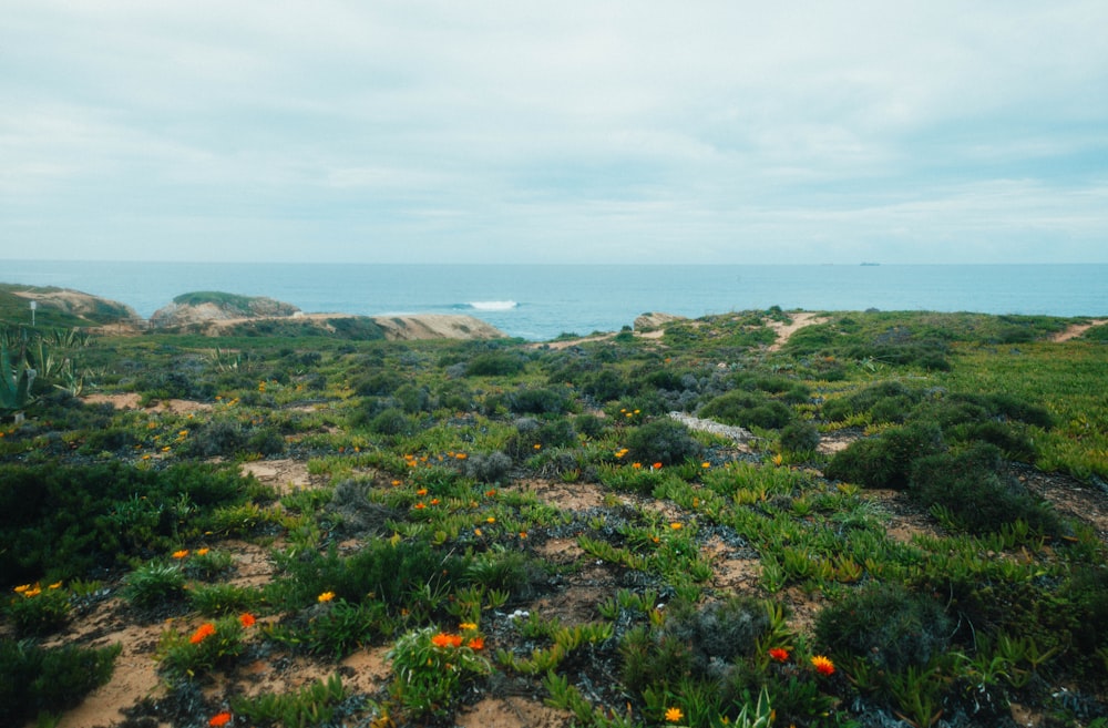 a view of the ocean from the top of a hill