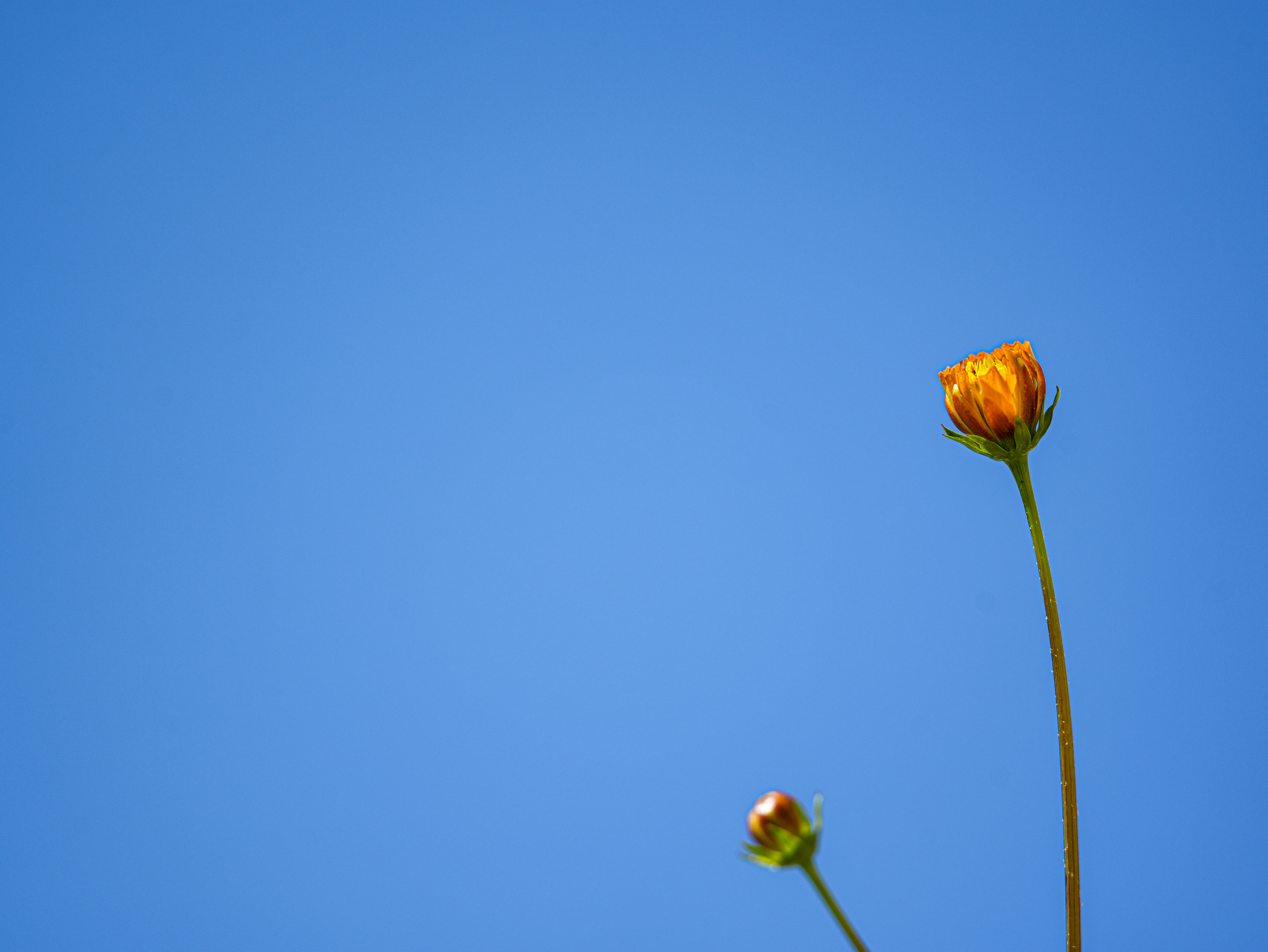 Photo by cestmoisheedy