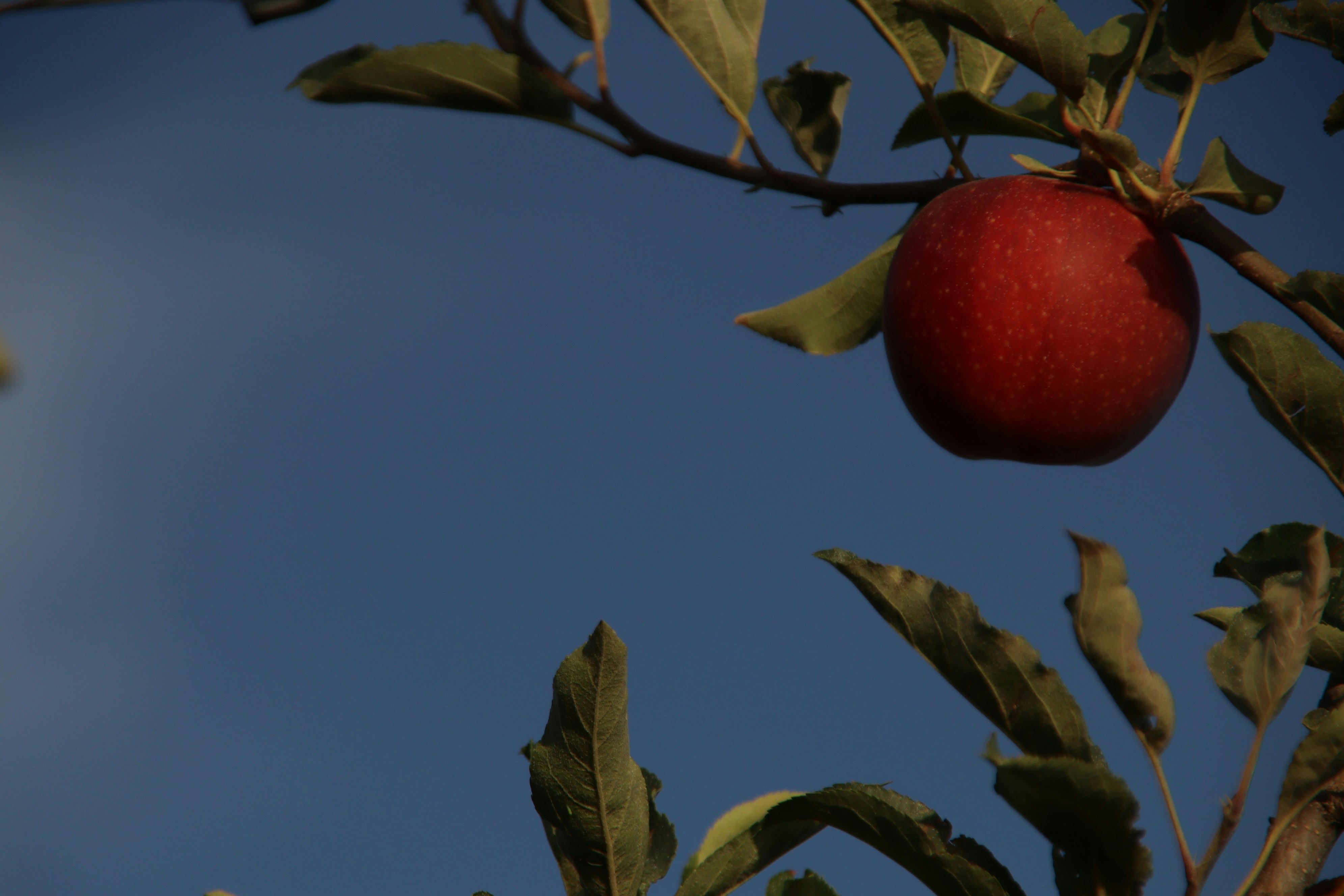 A red apple hanging from a tree branch photo – Free Food Image on Unsplash