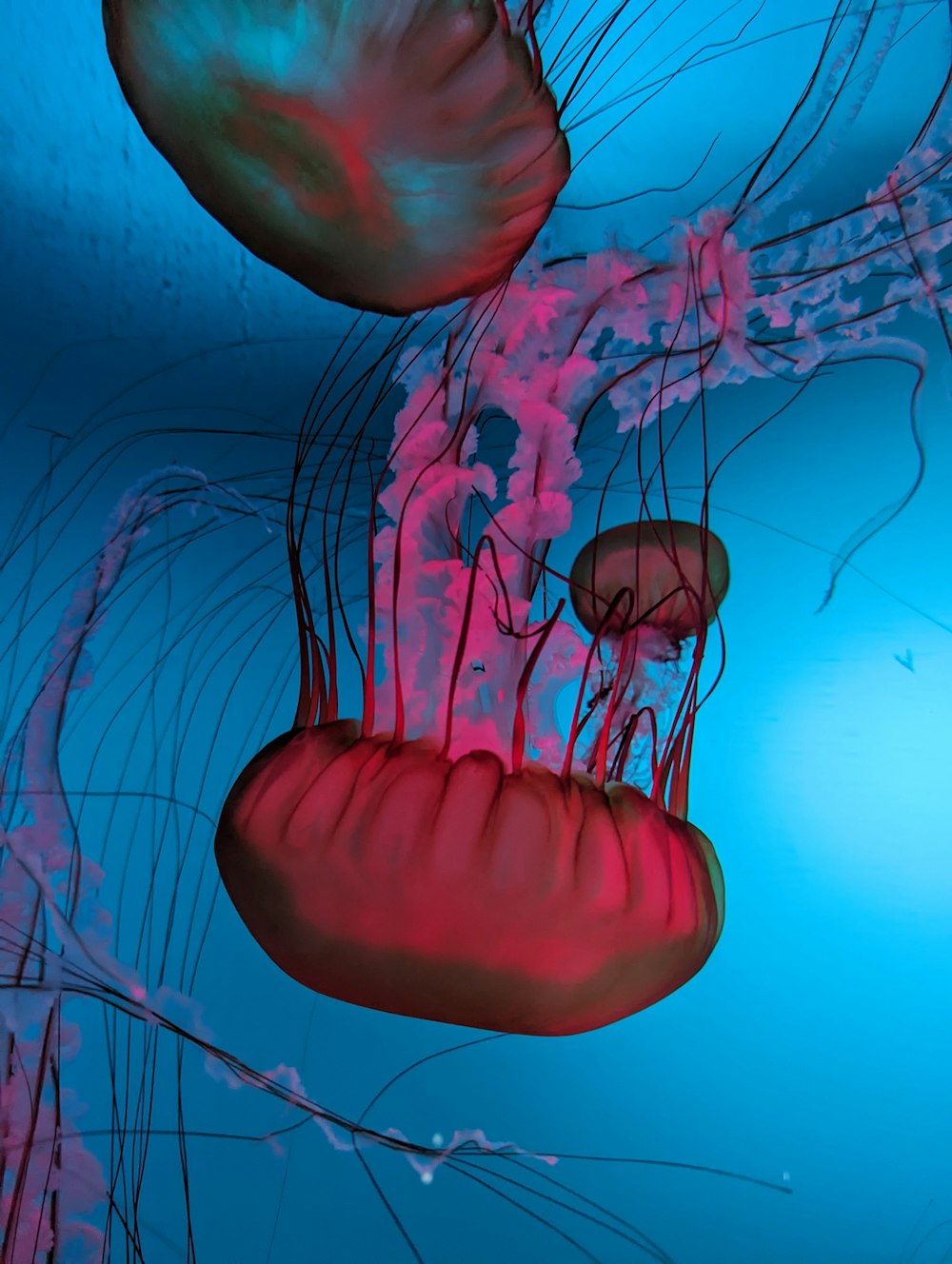 a group of jellyfish swimming in the water