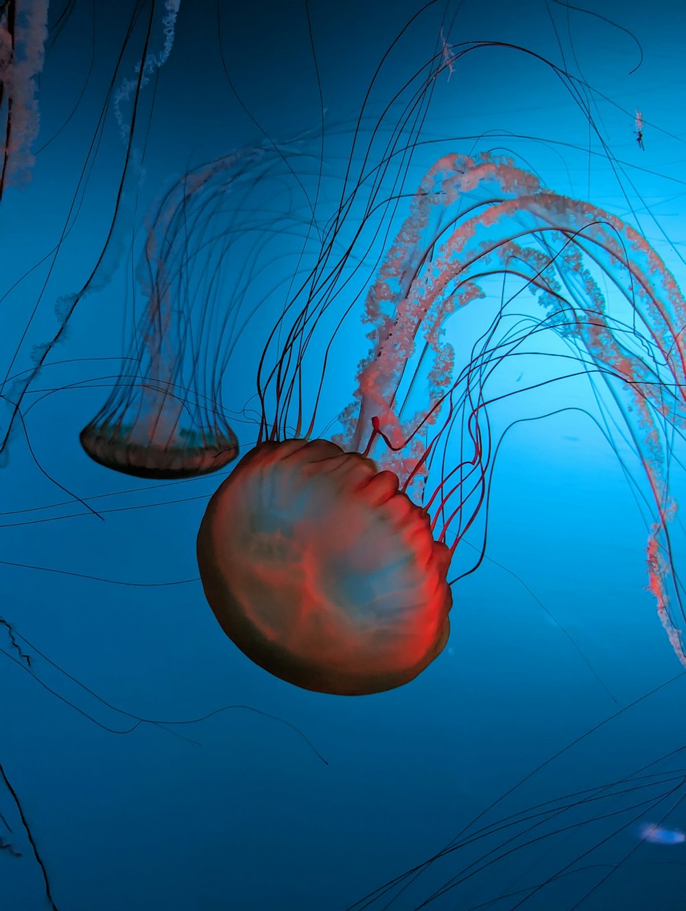 a group of jellyfish swimming in the water