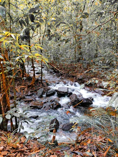 An engaging scene from a relaxing nature-themed game with soothing colors and gentle animations.