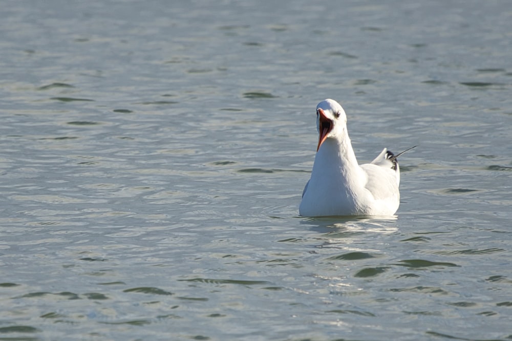 a large white bird floating on top of a body of water