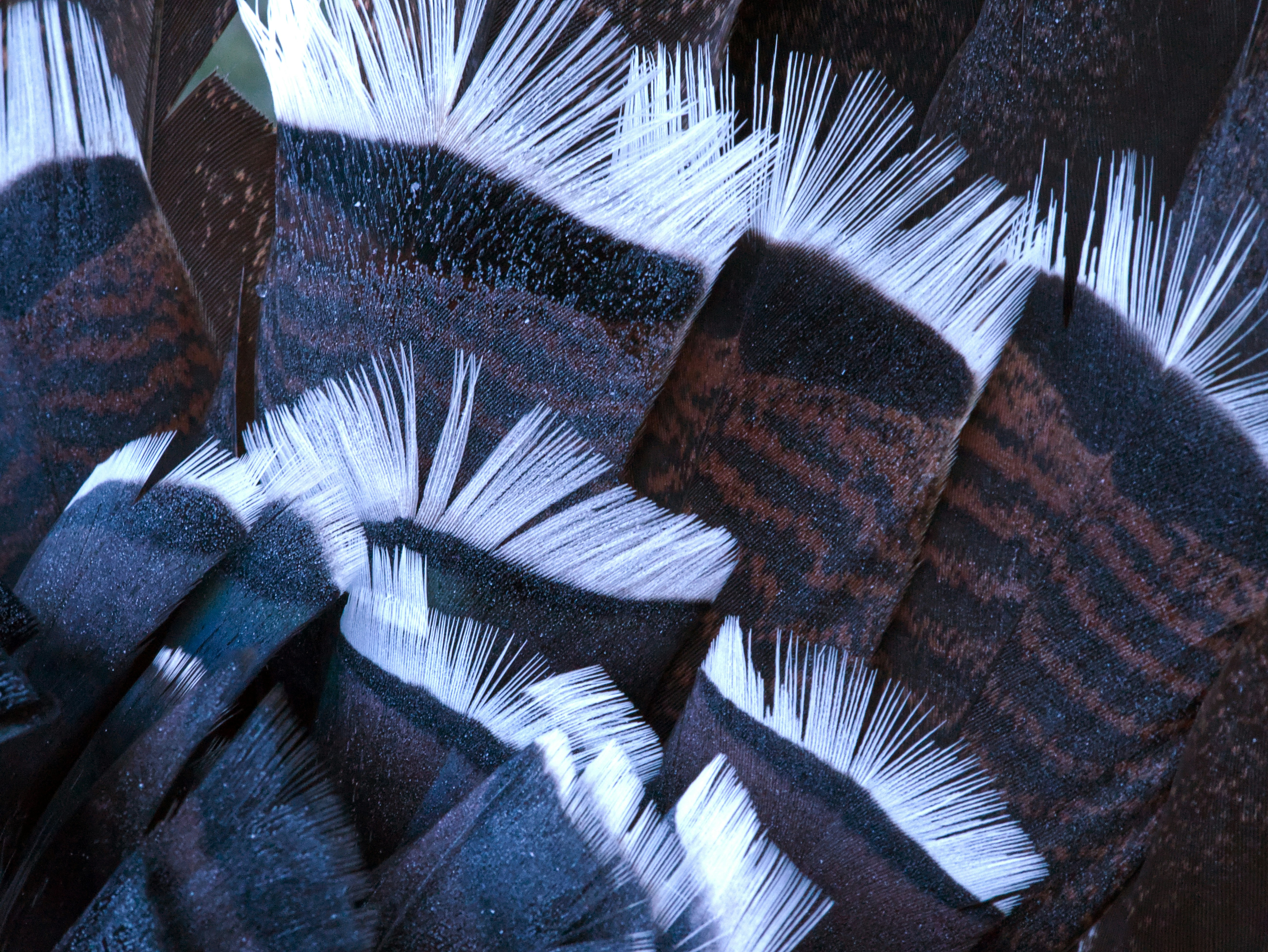 a close up of a bunch of white and black feathers