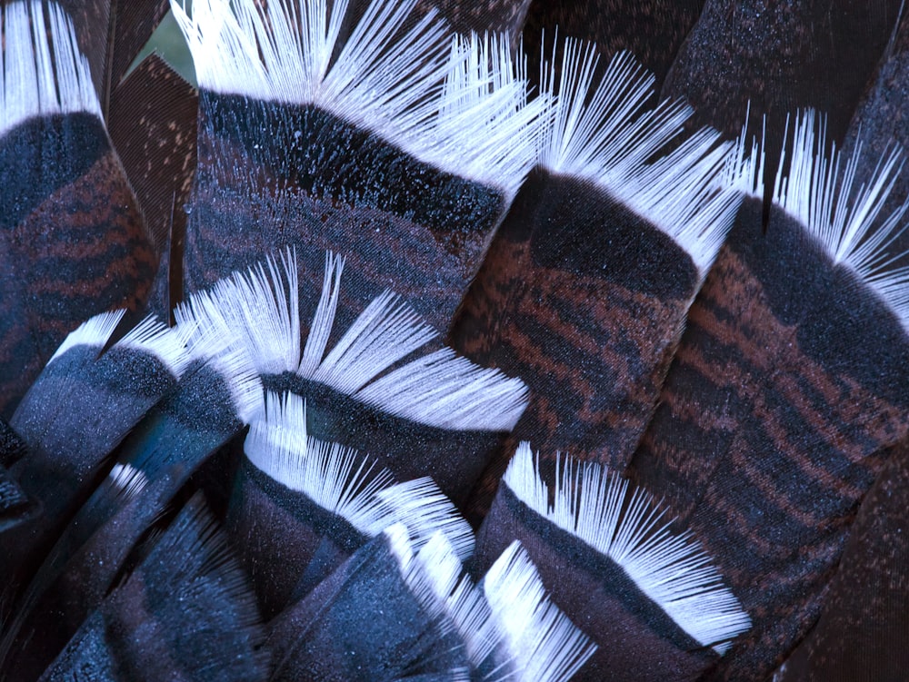 a close up of a bunch of white and black feathers