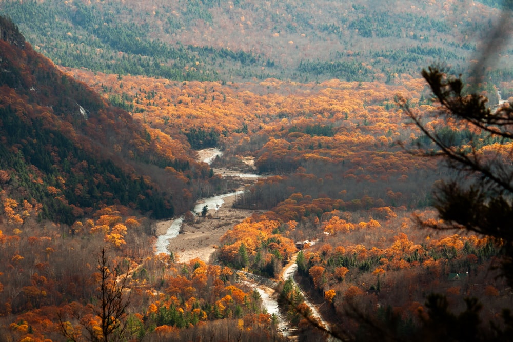 a river running through a forest filled with lots of trees