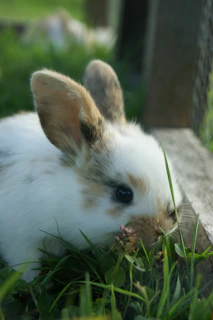 A close-up of a fluffy rabbit nestled in fresh green grass at the homestead.