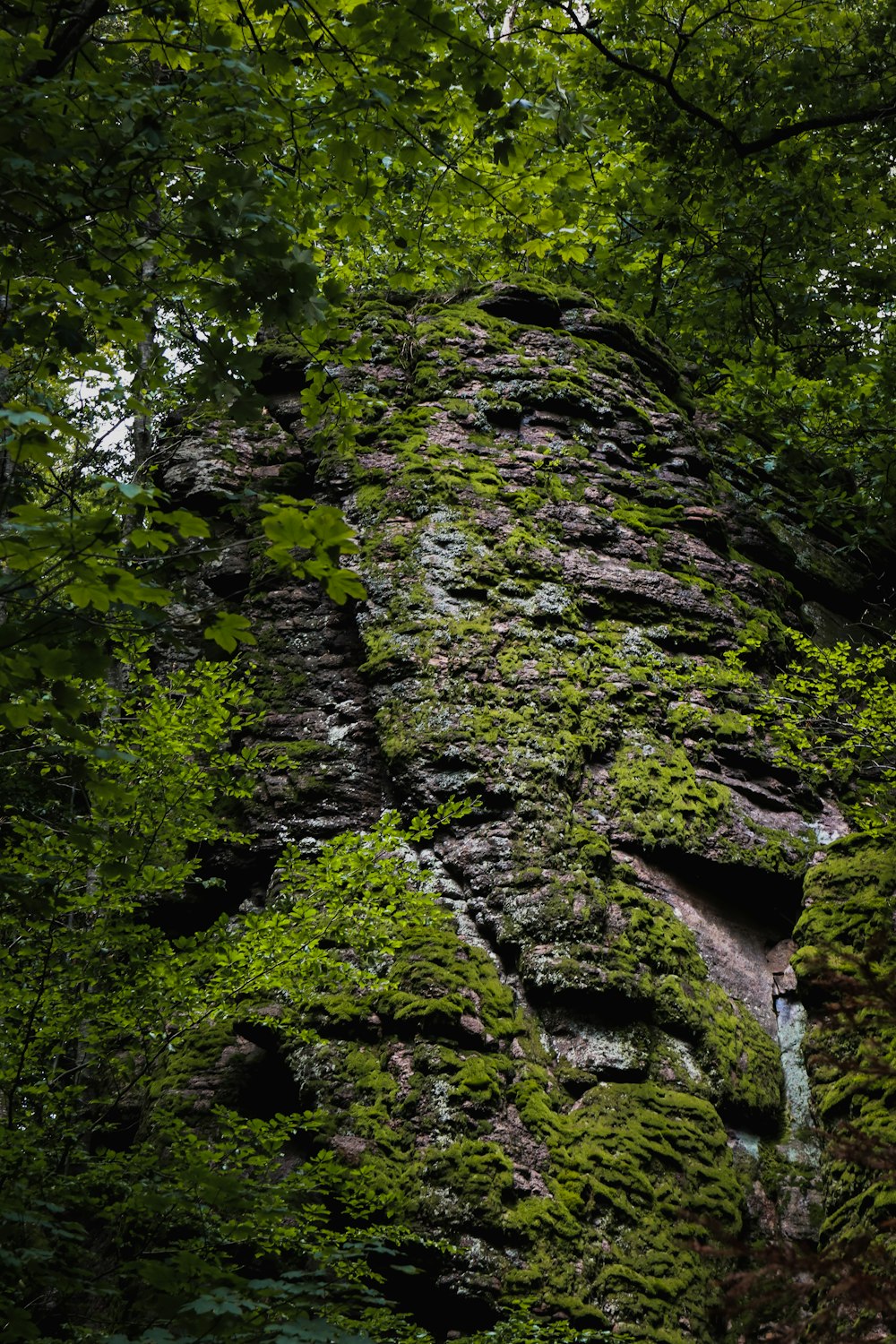 a very tall rock covered in lots of green plants