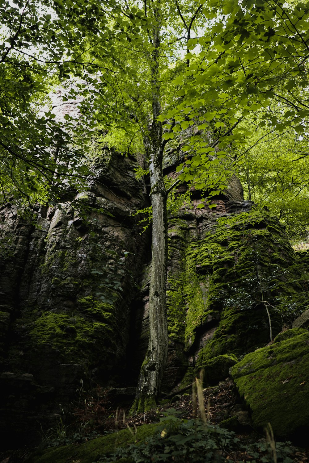 a tree growing out of the side of a large rock