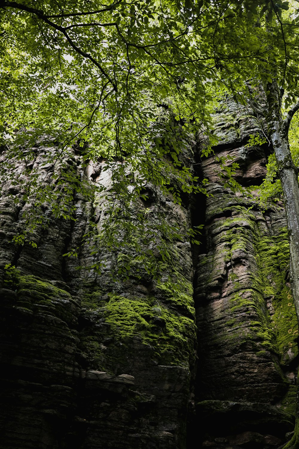 a tall rock formation with trees growing on top of it