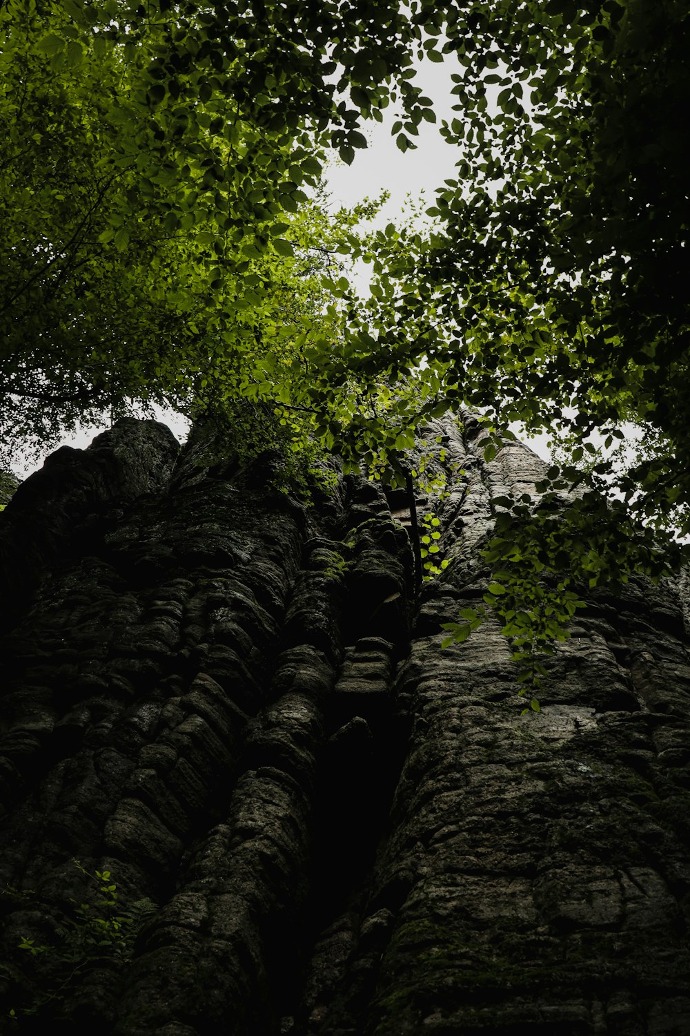 a very tall rock formation with trees growing out of it