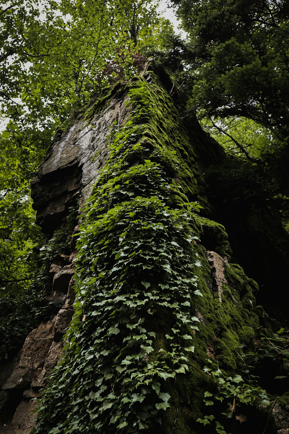 a very tall tree covered in lots of green leaves