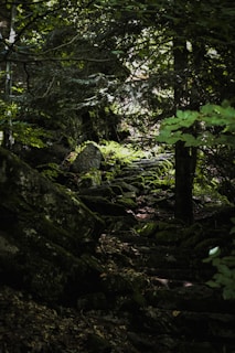 A winding forest path blanketed with soft green moss and dappled sunlight.
