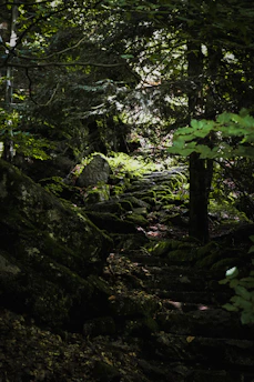 A dimly lit forest shelter at dusk, rain softly falling through dense branches.