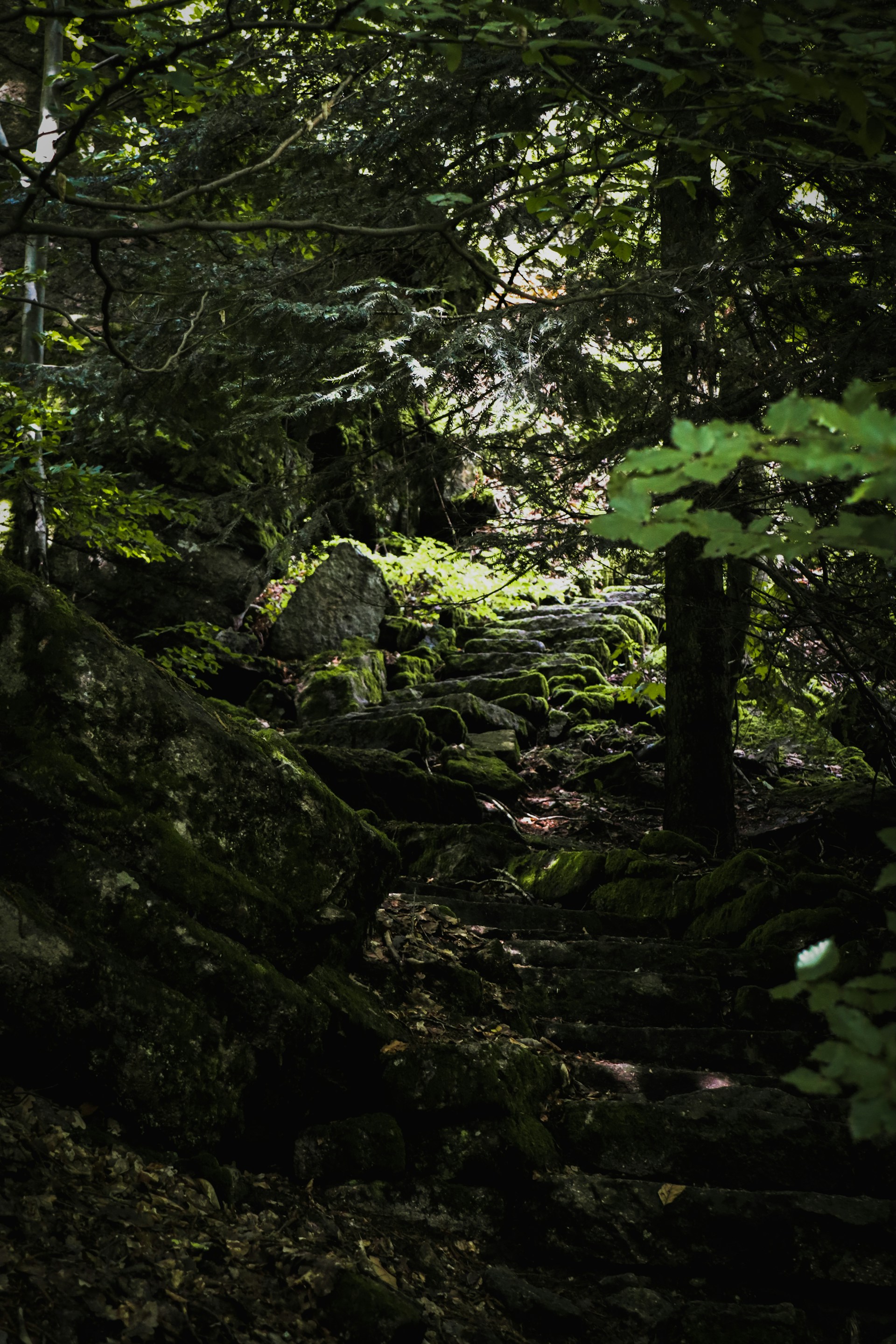 A peaceful forest path covered with soft moss and dappled sunlight filtering through tall ancient trees.