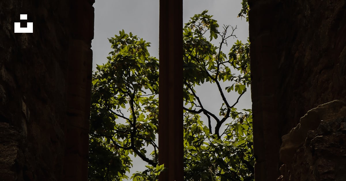 A window with a view of a tree outside photo – Free Window Image on ...