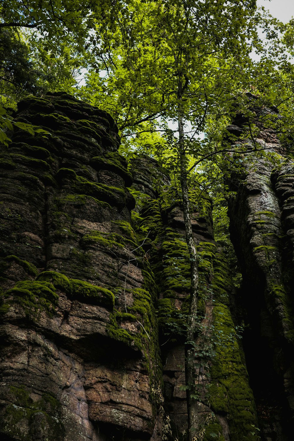 a large rock formation with a tree growing out of it