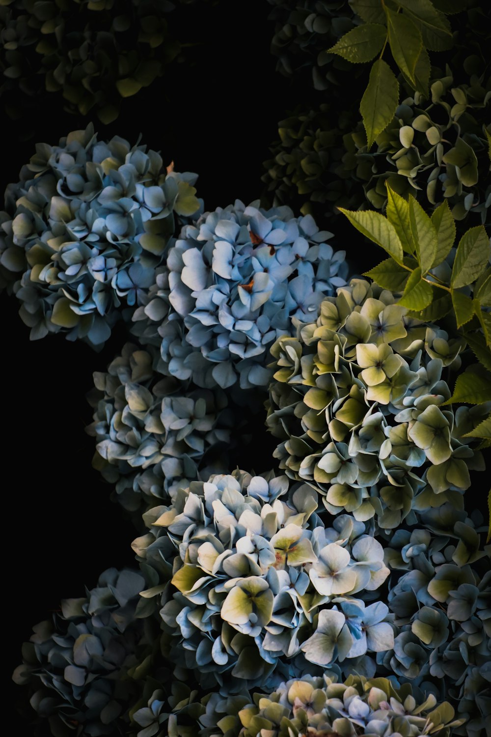 a bunch of blue flowers with green leaves