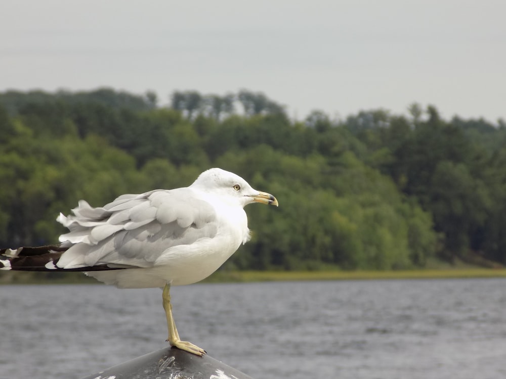 a seagull standing on a post near a body of water