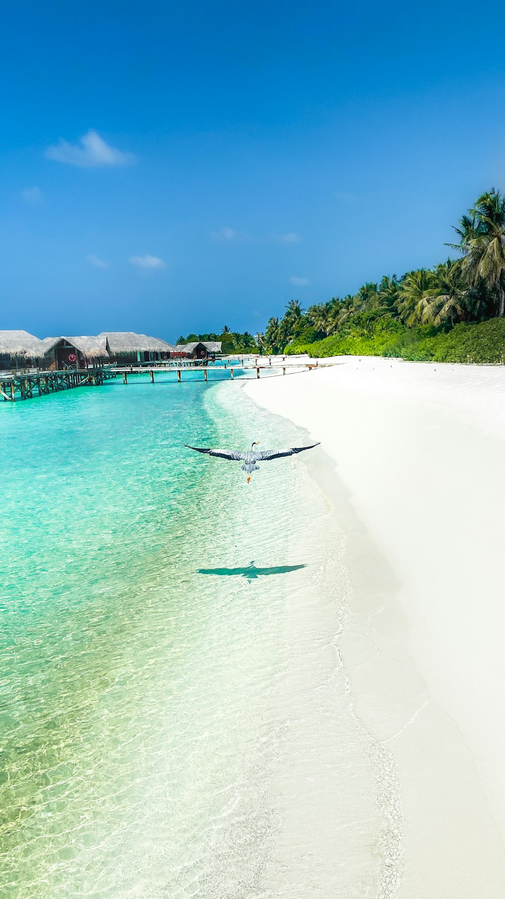 a bird flying over a white sandy beach