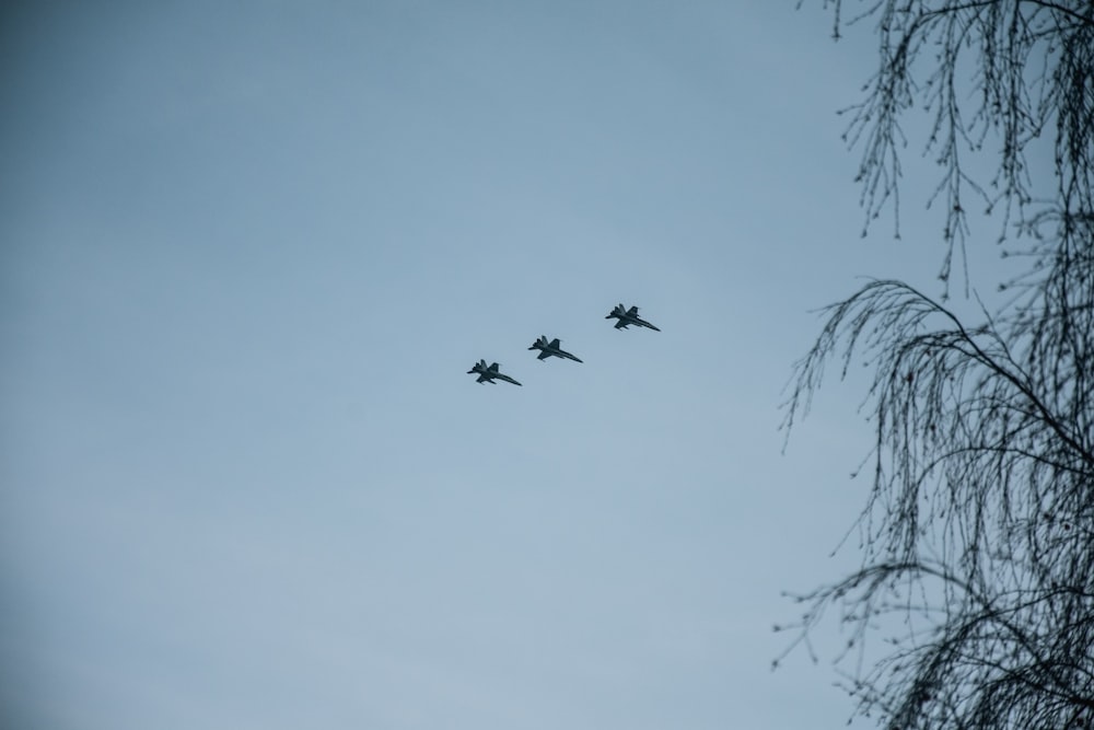 Eine Gruppe von Vögeln, die durch einen blauen Himmel fliegen