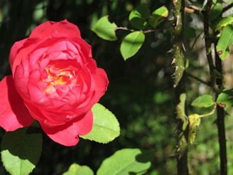 A vibrant red rose in full bloom with its petals slightly curled at the edges, contrasting against dark green leaves. The thorny stem is visible, casting a shadow on the foliage.