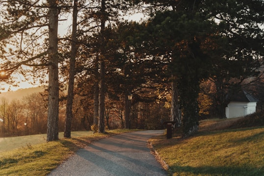 A winding path meanders through a serene, sunlit forest landscape with tall trees casting long shadows. The warm glow of the setting sun filters through the branches, illuminating the grassy area and a small building partially hidden among the trees. A sense of tranquility is conveyed through the gentle play of light and shadow.