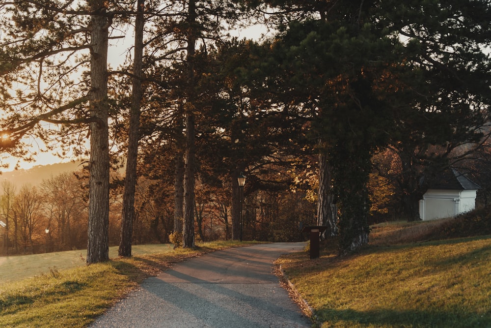 a path in the middle of a grassy field