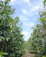 A lush green coffee plantation nestled in the mountains, showcasing rows of coffee plants under a clear blue sky.