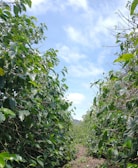A path lined with lush green coffee plants under a clear blue sky. The rows of plants create a natural corridor leading into the distance.