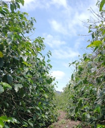 A serene Wayanad coffee farm with lush green coffee plants under natural sunlight.