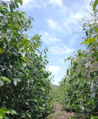 A path lined with lush green coffee plants under a clear blue sky. The rows of plants create a natural corridor leading into the distance.